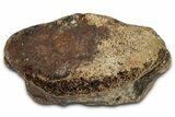 Fossil Triceratops Phalanx (Toe) Bone - Montana #352289-1